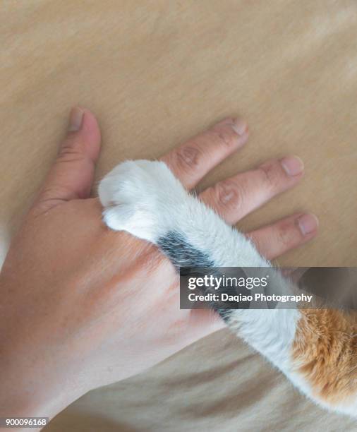 cat's hand put on man's hand - cat hand stock-fotos und bilder
