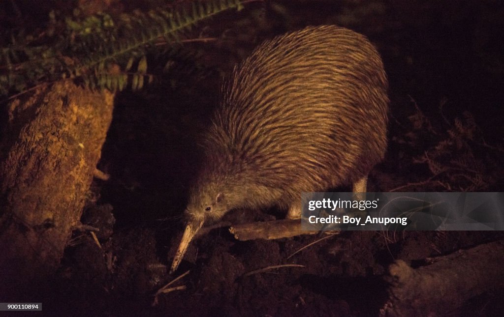 Kiwi bird New Zealand's national icon in the nature.