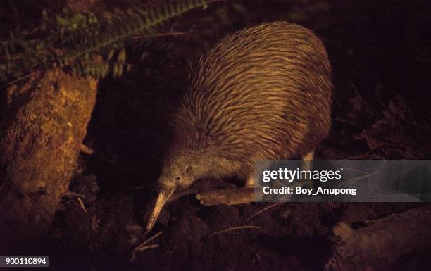 kiwi bird new zealand's national icon in the nature. - kiwi bird stock pictures, royalty-free photos & images