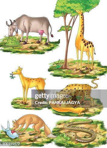 Animals Graphcs Animals High-Res Vector Graphic - Getty Images