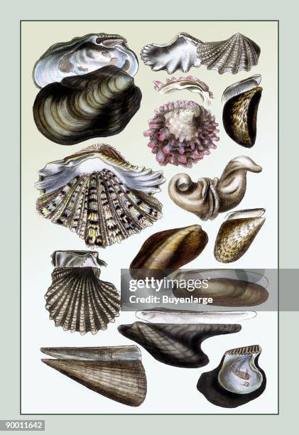 Clam Shells Photos and Premium High Res Pictures - Getty Images