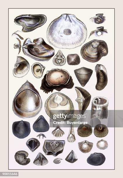 Shell Rvie Image Clam Shells Photos and Premium High Res Pictures - Getty Images