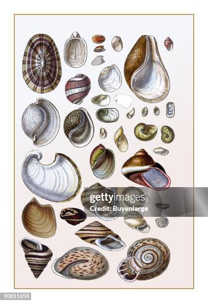 Kalintugas Shell Clam Shells Photos and Premium High Res Pictures - Getty Images