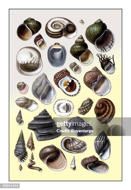 Clamantha Shell Clam Shells Photos and Premium High Res Pictures - Getty Images