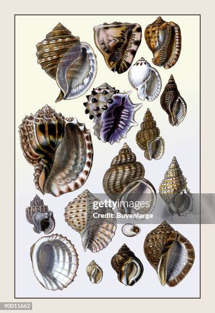 Clamantha Shell Clam Shells Photos and Premium High Res Pictures - Getty Images
