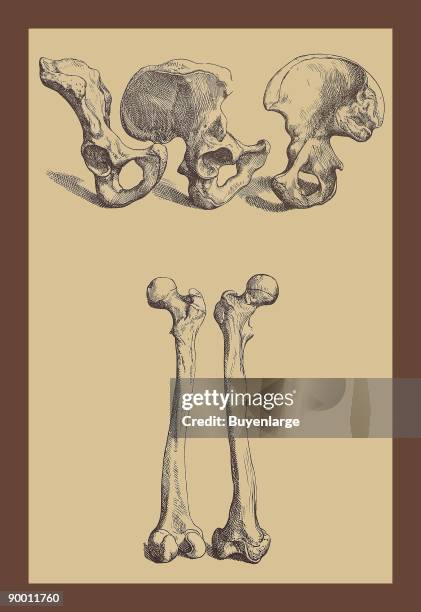 Pelvic Bones