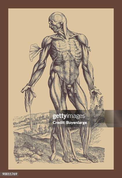 Fourth Plate of the Muscles