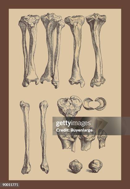 Leg Bones