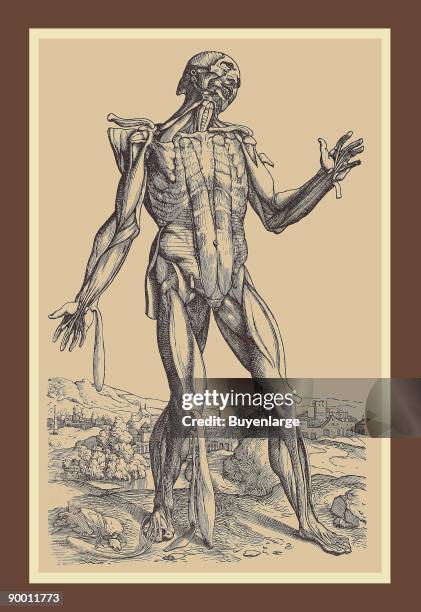 Fifth Plate of the Muscles