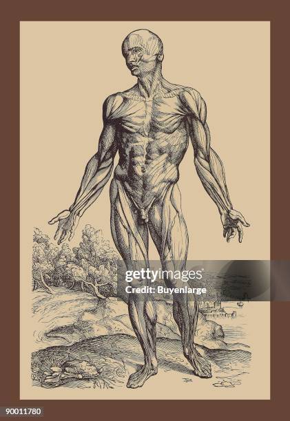 First Plate of the Muscles