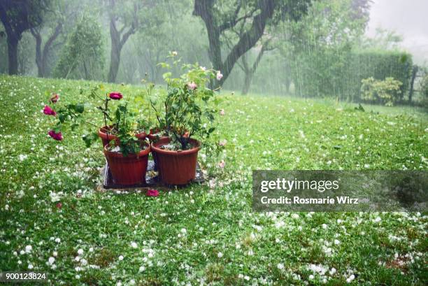 garden during a hailstorm - hail foto e immagini stock