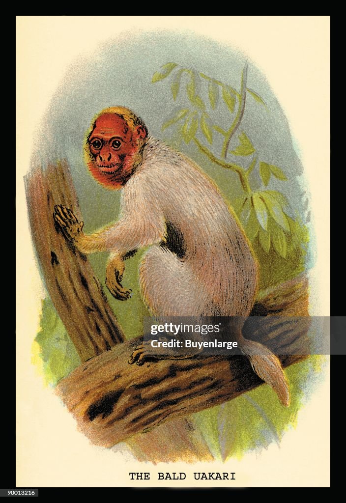 Bald Uakari