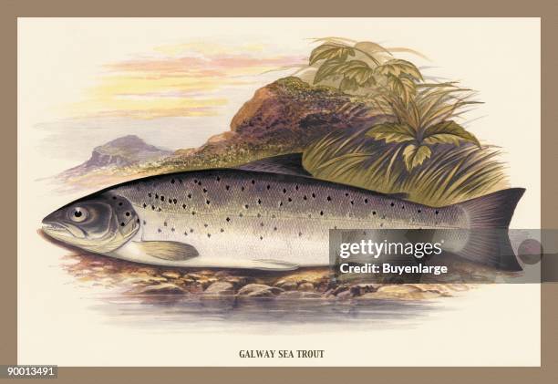 Galaway Sea Trout