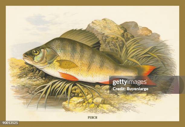 Perch Object 188 Perch Scales Stock Photos, High-Res Pictures, and Images - Getty Images