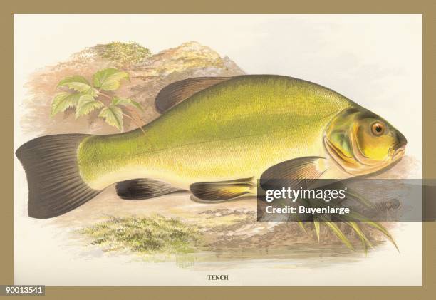 Tench Types Tench Fish Photos and Premium High Res Pictures - Getty Images