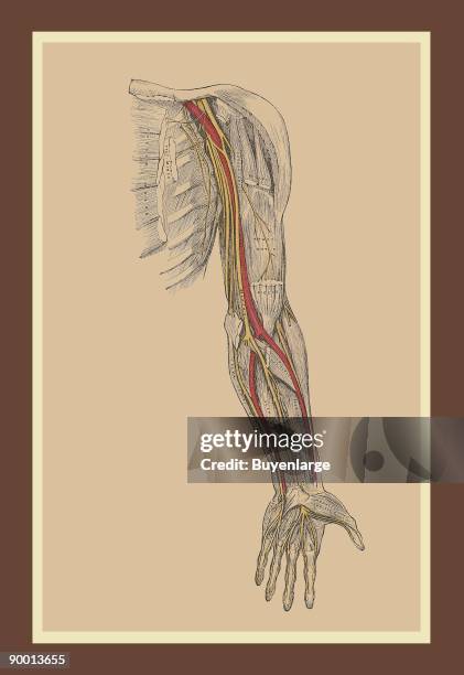 Spinal Nerves