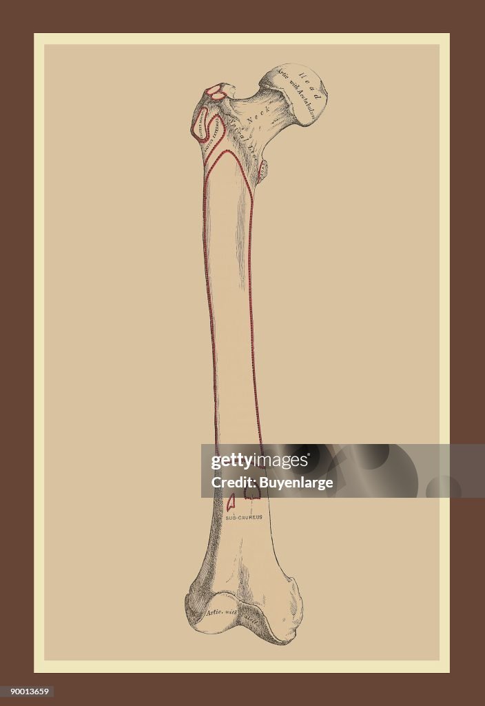 Skeleton #2