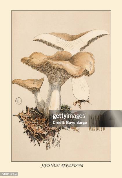 Hydnumhydnum Repandum Hydnum Repandum Photos and Premium High Res Pictures - Getty Images