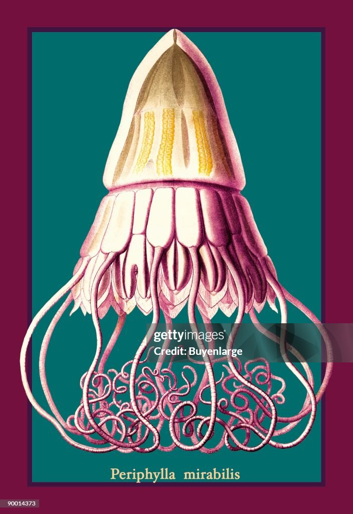 Jellyfish: Periphylla Mirabilis #2