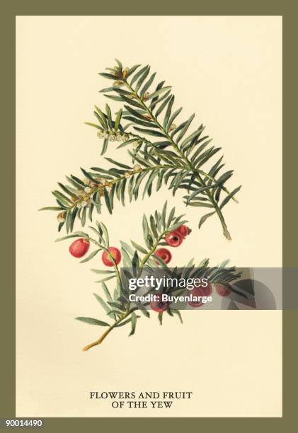 Flowers and Fruit of the Yew