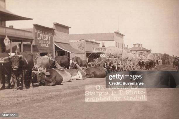 Line of oxen and wagons along main street.