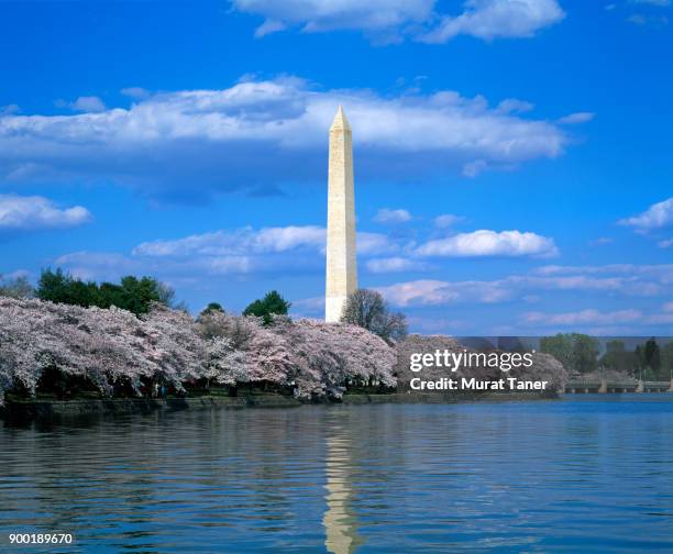 cherry blossoms and tidal basin - national monument stock pictures, royalty-free photos & images