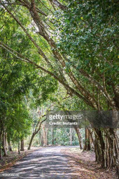 panamanian tropical forest close to gatun lake. - gatun lake stock pictures, royalty-free photos & images
