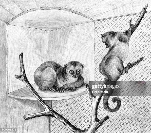 two macaque at the zoo - macaque stock illustrations