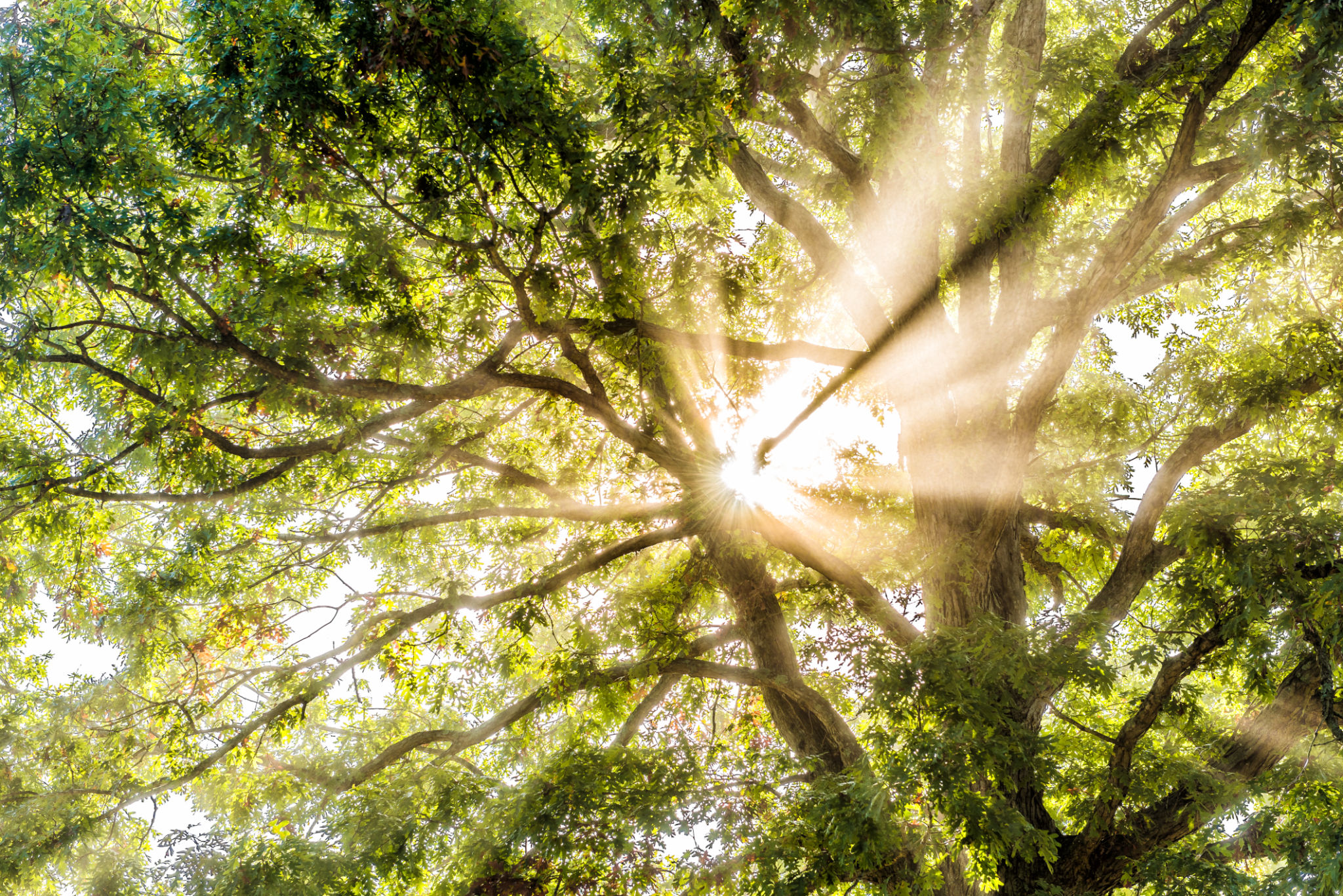 tree health