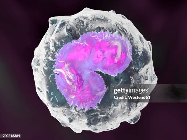 Display Monocyte 312 What Is A Monocyte Stock Photos, High-Res Pictures, and Images ...