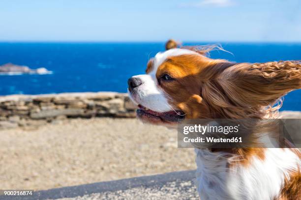 spain, catalonia, costa brava, cap de creus, cadaques, cavalier king charles spaniel in wind - cadaques - fotografias e filmes do acervo