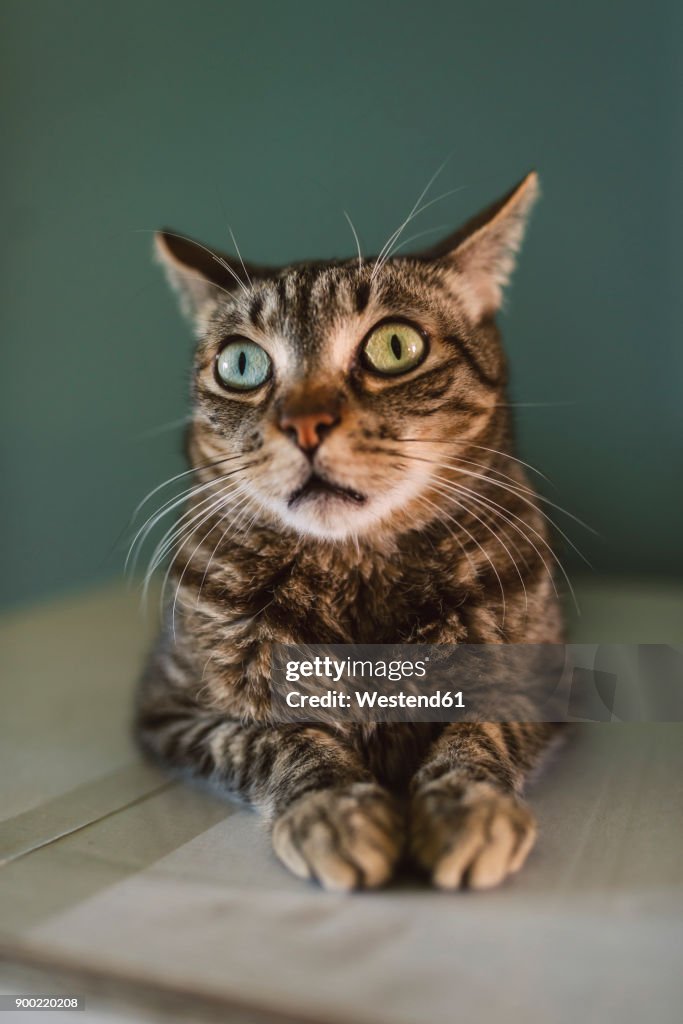 Portrait of staring cat