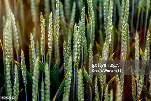 ears in spelt field, close-up - spelt stock pictures, royalty-free photos & images