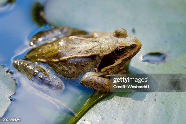 common frog crouching on lily pad in a pond - grenouille rousse photos et images de collection