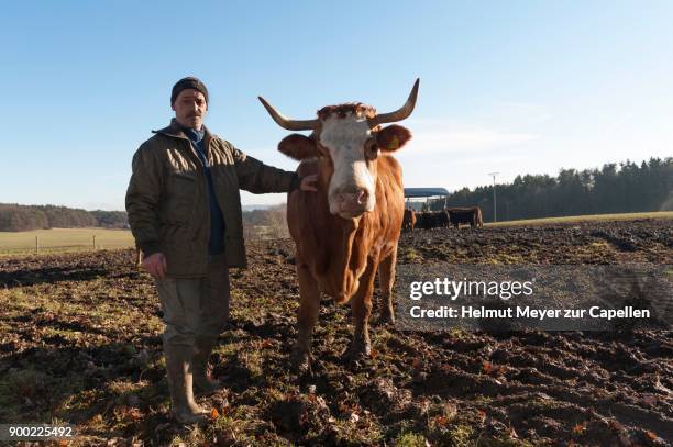 farmer with salers cow in pasture, middle franconia, bavaria, germany - bauer bayern stock-fotos und bilder