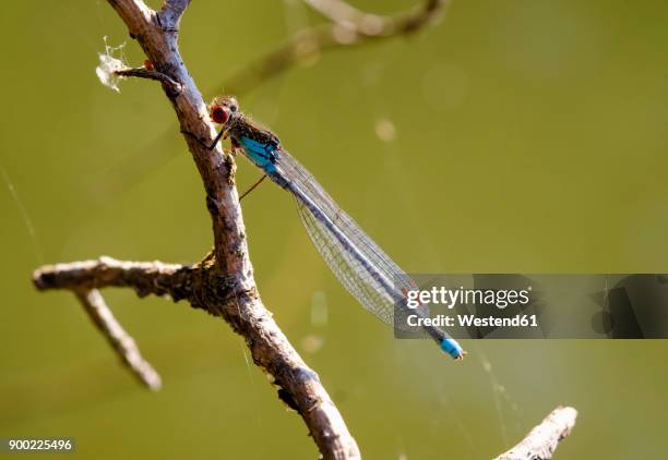 red-eyed damselfly on twig - fragile sign stock pictures, royalty-free photos & images