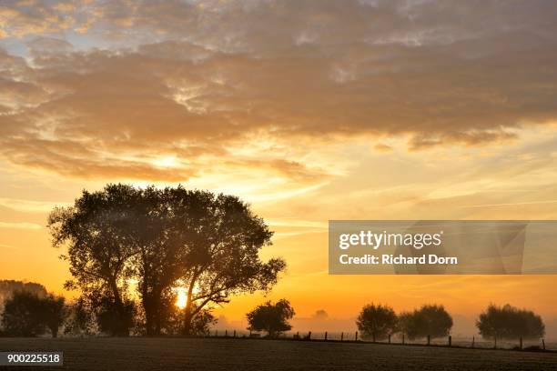 sunrise behind trees in autumn, rheinberg, north rhine-westphalia, germany - iluminação rheinberg imagens e fotografias de stock