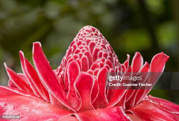 torch ginger flower (etlingera elatior), amazon rainforest, zamora, southern ecuador, ecuador - bastão do imperador imagens e fotografias de stock