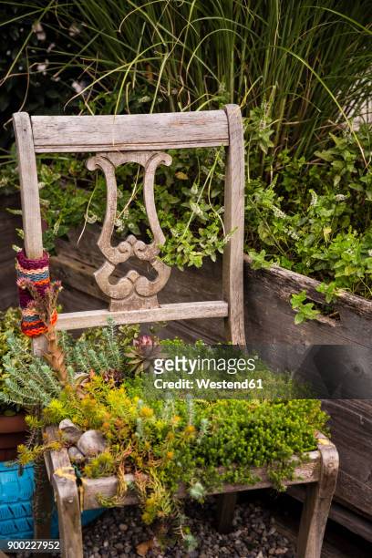 Old chair with plants