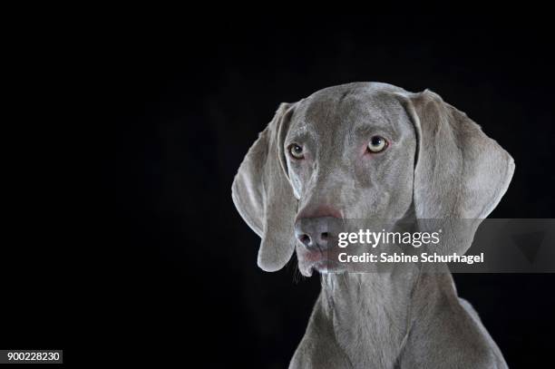 weimaraner (canis lupus familiaris), female dog, short hair, portrait - weimaraner stock-fotos und bilder