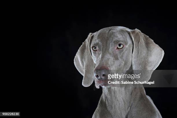 weimaraner (canis lupus familiaris), female dog, short hair, portrait - weimaraner bildbanksfoton och bilder