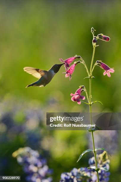 black-chinned hummingbird (archilochus alexandri), adult male feeding on blooming penstemon, scarlet penstemon (penstemon triflorus), hill country, texas, usa - archilochus alexandri stock pictures, royalty-free photos & images