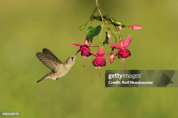 black-chinned hummingbird (archilochus alexandri), adult female feeding on blooming fuchsia, hill country, texas, usa - archilochus alexandri stock pictures, royalty-free photos & images
