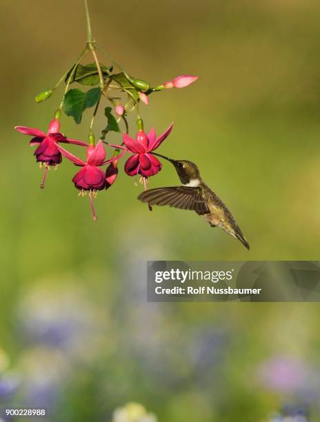 black-chinned hummingbird (archilochus alexandri), adult male feeding on blooming fuchsia, hill country, texas, usa - archilochus alexandri stock pictures, royalty-free photos & images