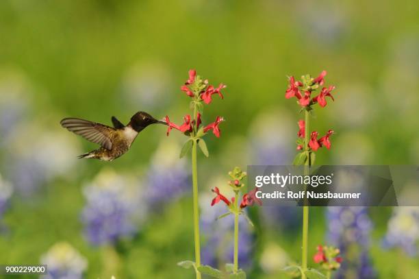 black-chinned hummingbird (archilochus alexandri), adult male feeding on blooming scarlet betony (stachys coccinea), hill country, texas, usa - archilochus alexandri stock pictures, royalty-free photos & images