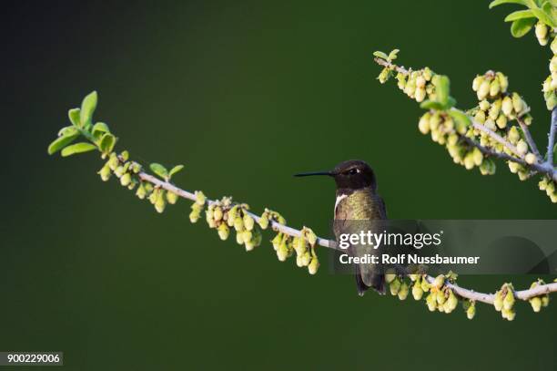 black-chinned hummingbird (archilochus alexandri), adult male perched on blooming texas persimmon (diospyros texana), hill country, texas, usa - archilochus alexandri stock pictures, royalty-free photos & images