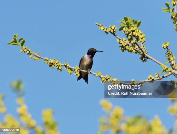 black-chinned hummingbird (archilochus alexandri), adult male perched on blooming texas persimmon (diospyros texana), hill country, texas, usa - archilochus alexandri stock pictures, royalty-free photos & images