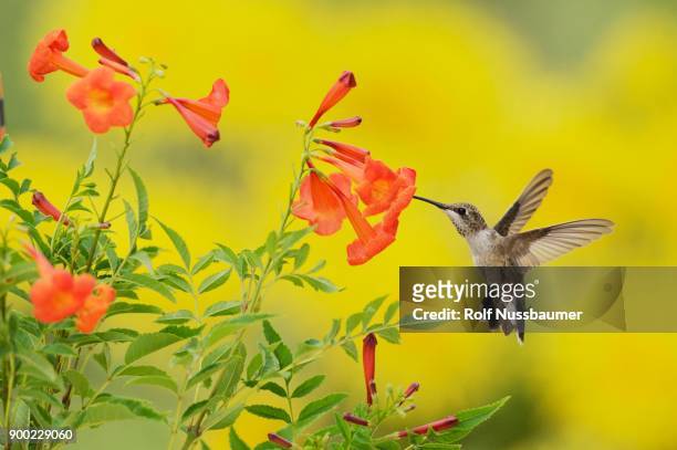ruby-throated hummingbird (archilochus colubris), female in flight feeding on yellow bells (tecoma stans) flower, hill country, texas, usa - grapevine texas stock pictures, royalty-free photos & images