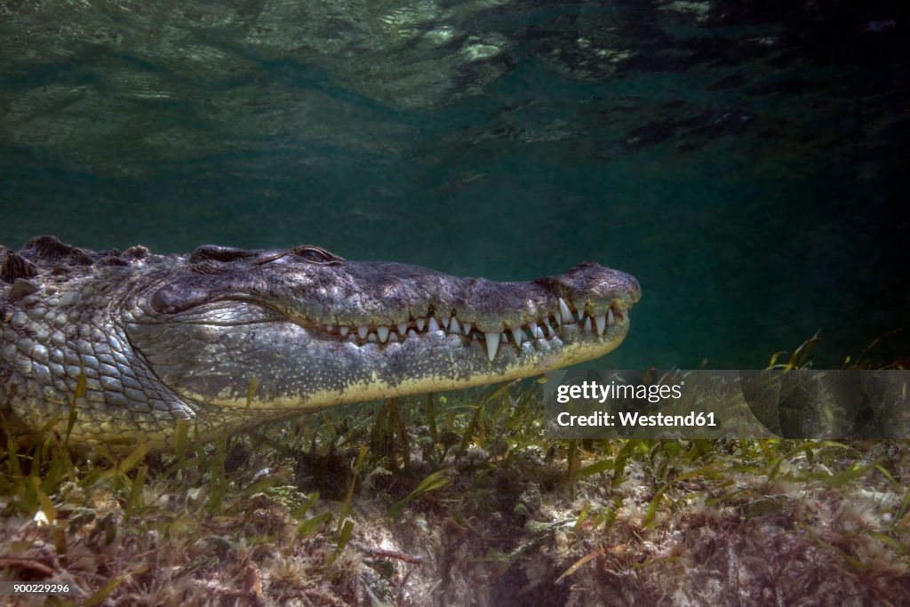 Mexico, American crocodile under water