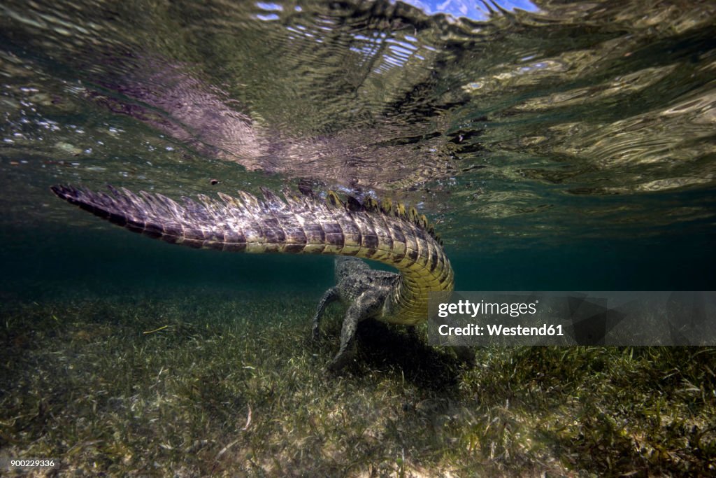 Mexico, American crocodile under water